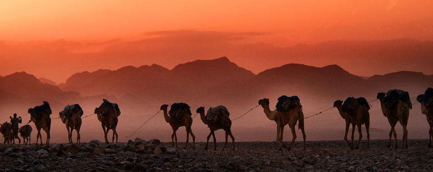 Les cafés Moka d'Ethiopie