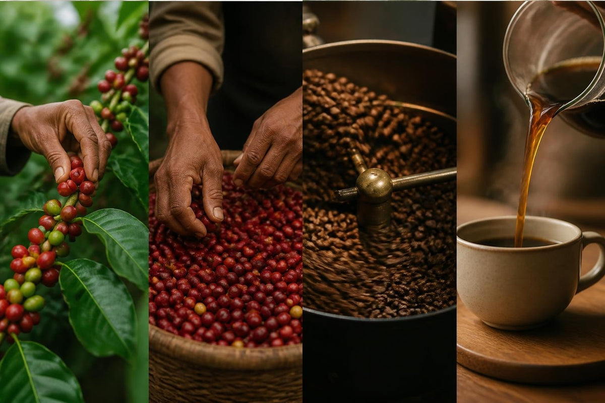 Café en Grains de Qualité : Guide Complet 2026