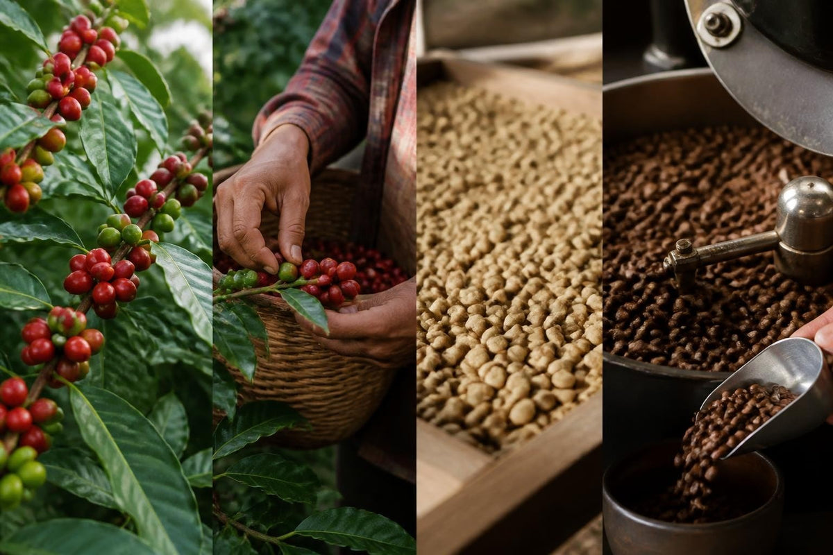 Café Arabica en Grains : Guide Complet 2026