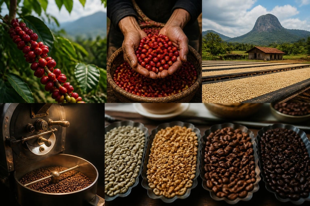 Meilleur Café à Grain : Guide d'Achat Complet